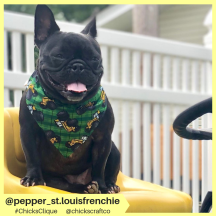 pepper_st.louisfrenchie (14)