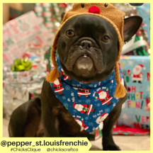 pepper_st.louisfrenchie (4)
